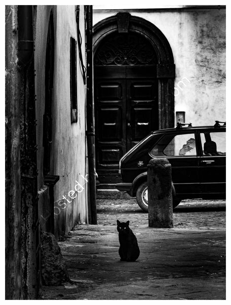 ALLEY CAT by Chris Jackson
