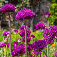ALLIUM SENSATION by David Harrison