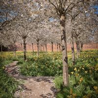 ALNWICK BLOSSOM by Nigel Seale