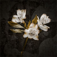 ALSTROMERIA by Mike Arblaster