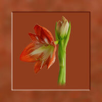 AMARYLLIS by Malcolm Sargent