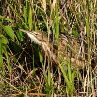 AMERICAN BITTERN by Peter Dishart