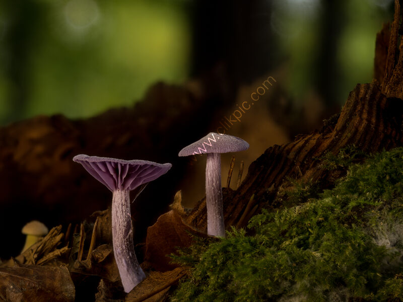 AMETHYST DECIEVER by Chris Jackson