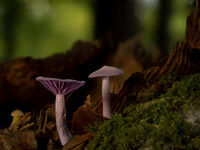 AMETHYST DECIEVER by Chris Jackson