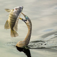 ANHINGA WITH FISH by Gill Dishart