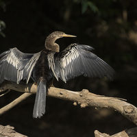 ANHINGA by Malcolm Neal