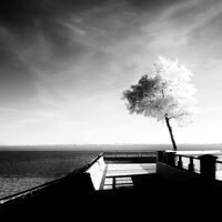 ANOTHER LONE TREE by Alan Carr