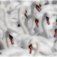 AN ELEGANCE OF SWANS by Graham Duro