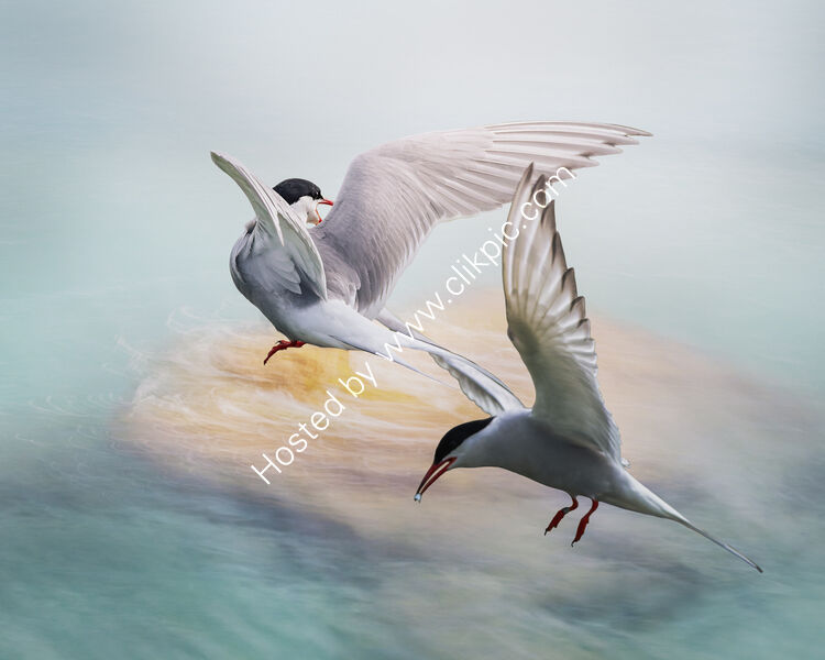ARCTIC TERN SQUABBLE by Michelle Jackson