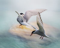 ARCTIC TERN SQUABBLE by Michelle Jackson