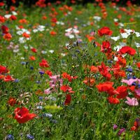 AROMAS OF SUMMER by Alan Locke
