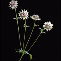 ASTRANTIA FLORENCE by Mike Arblaster