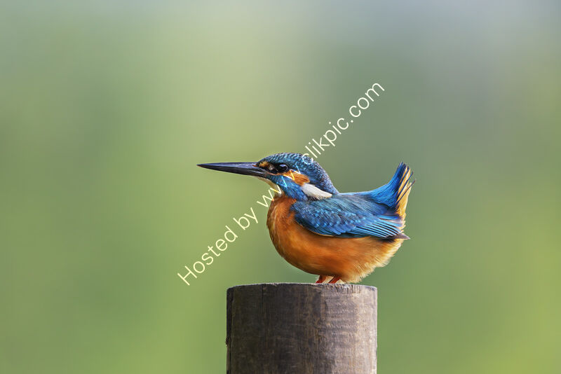 ATTENTION by Michelle Jackson