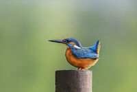 ATTENTION by Michelle Jackson