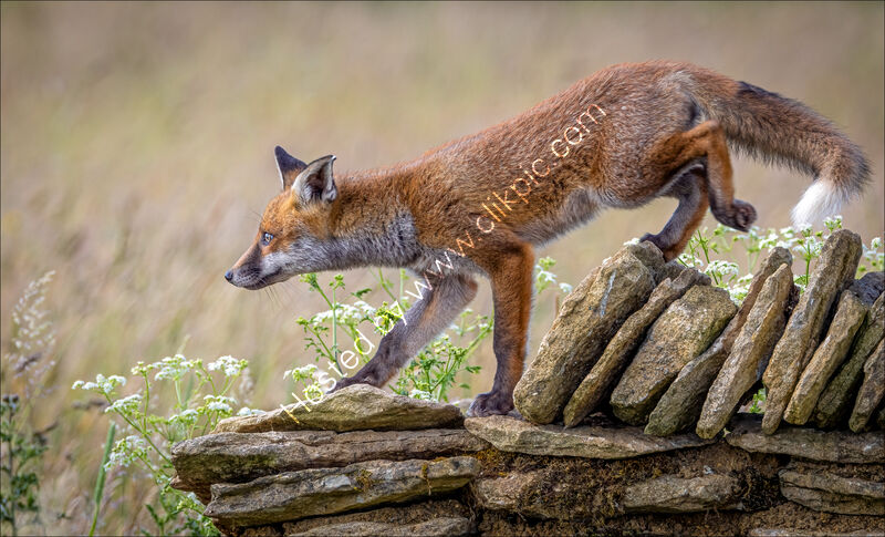 ATTENTIVE YOUNG FOX by Neil Partridge