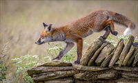ATTENTIVE YOUNG FOX by Neil Partridge