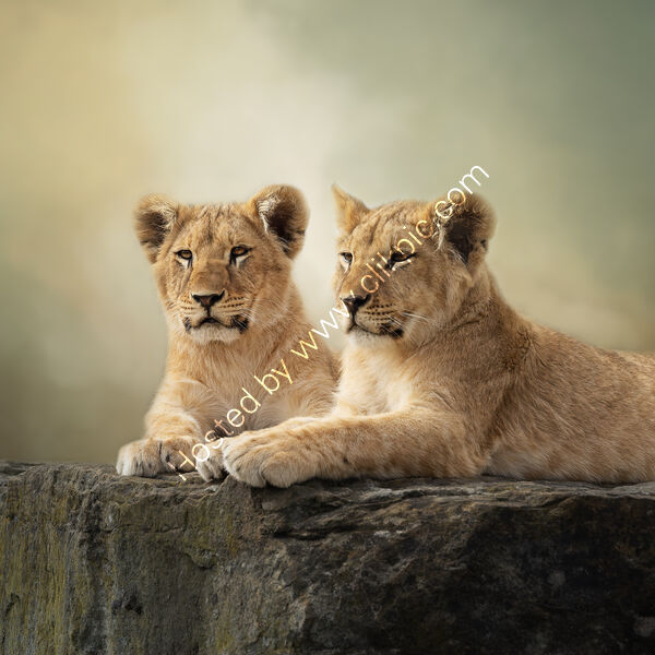 AT THE EDGE OF INNOCENCE by Michelle Jackson