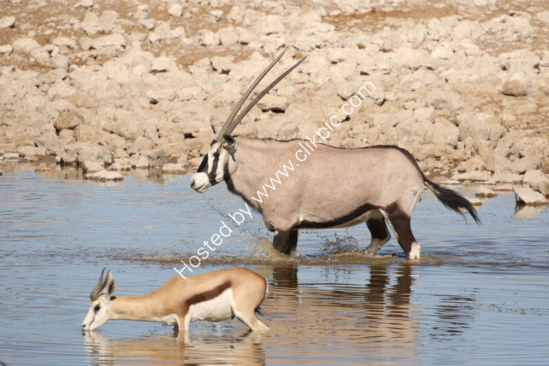 AT THE WATERHOLE by Malcolm Neal