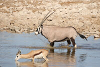 AT THE WATERHOLE by Malcolm Neal