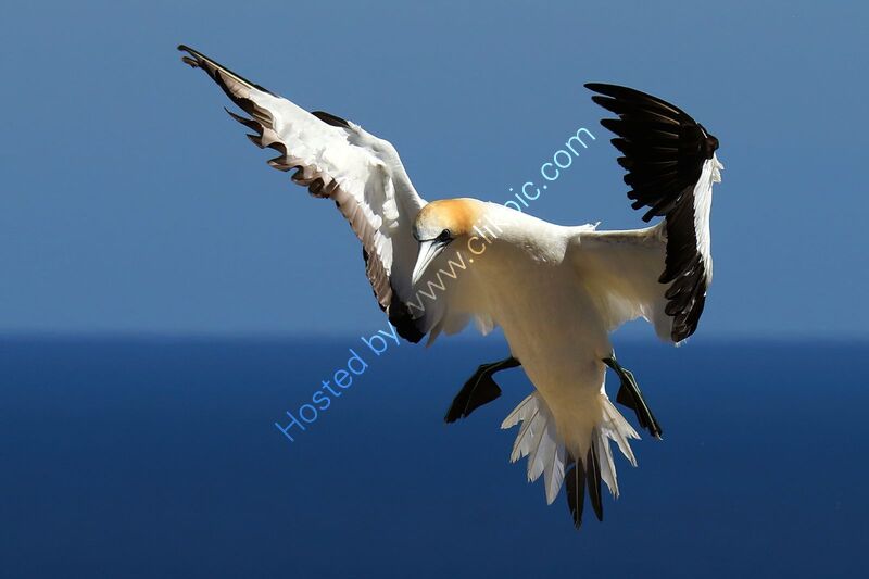 AUSTRALASIAN GANNET by Ian Humphries