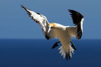 AUSTRALASIAN GANNET by Ian Humphries