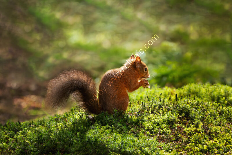 AUTUMN’S SECRET HARVEST by Michelle Jackson