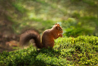 AUTUMN’S SECRET HARVEST by Michelle Jackson