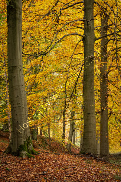 AUTUMN AT LADYBOWER by Mike Arblaster