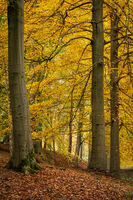 AUTUMN AT LADYBOWER by Mike Arblaster