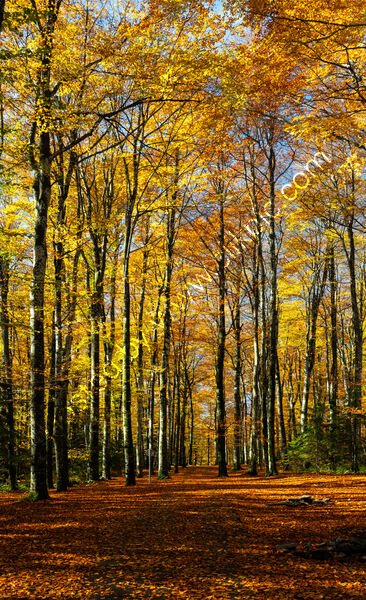 AUTUMN AVENUE by Mark Constable