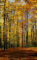 AUTUMN AVENUE by Mark Constable