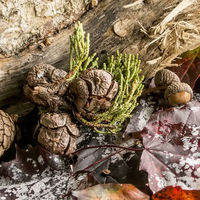 AUTUMN COLOURS by Gill Dishart