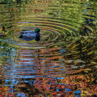 AUTUMN COLOUR SWIRL by Ashley Franklin