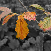 AUTUMN COLOUR by Malcolm Neal