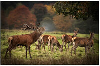 AUTUMN HAREEM by Chris Greaves