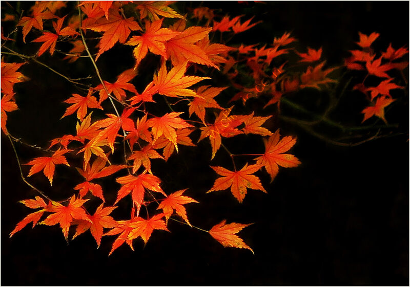 AUTUMN MAPLE LEAVES by Susan Swain
