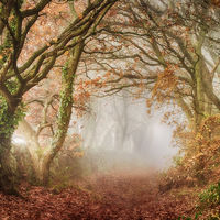 AUTUMN MIST THE CHEVIN by Ashley Franklin