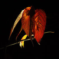 AUTUMN OF LIFE by Alan Carr