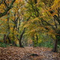 AUTUMN ON THE CHEVIN by Mike Arblaster
