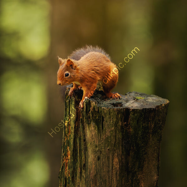 AUTUMN RED by Michelle Jackson