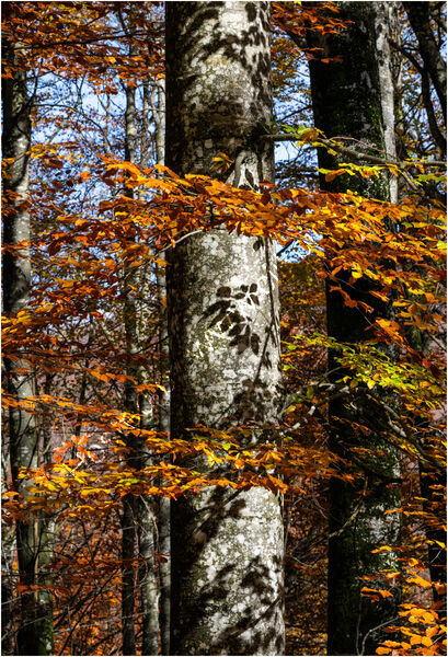 AUTUMN SHADOW by Mark Constable