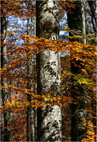 AUTUMN SHADOW by Mark Constable