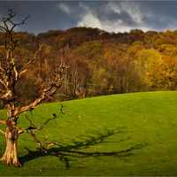 AUTUMN SHADOW by Tony Barker