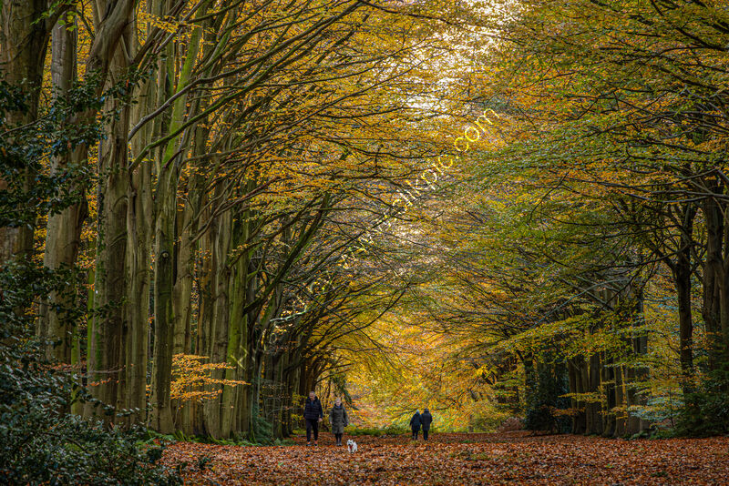AUTUMN WALK by Christine Maughan