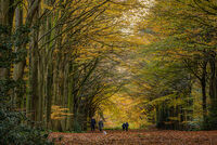 AUTUMN WALK by Christine Maughan