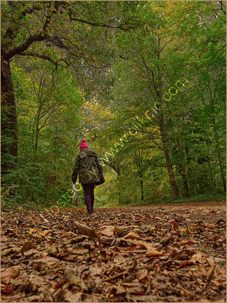 AUTUMN WALK by Phil Robinson