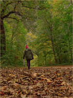 AUTUMN WALK by Phil Robinson