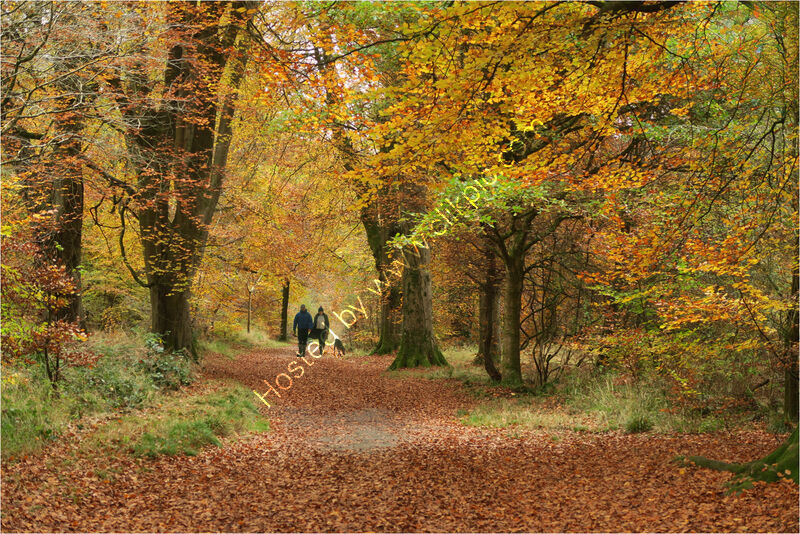AUTUMN WALK by Sue Swain