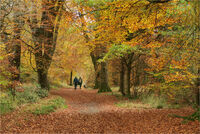 AUTUMN WALK by Sue Swain