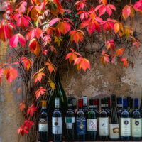 AUTUMN WINE by Ashley Franklin
